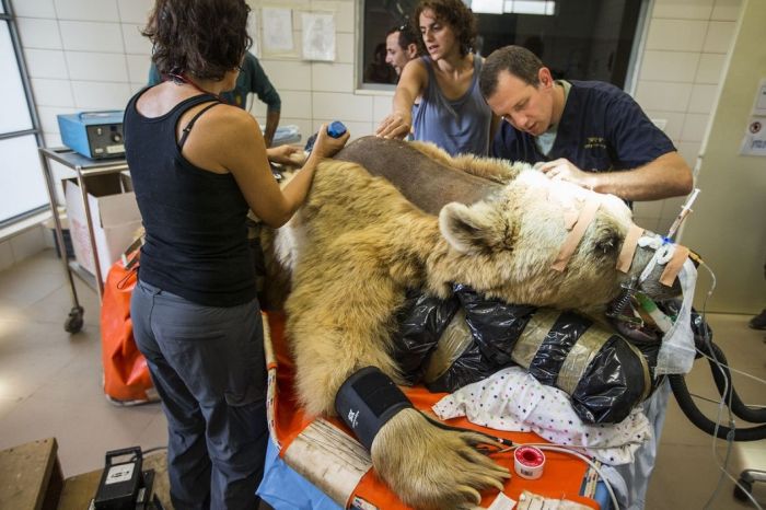 #NAME 550 pound bear undergoes surgery. Check out these AMAZING pictures!