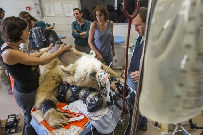 #NAME 550 pound bear undergoes surgery. Check out these AMAZING pictures!