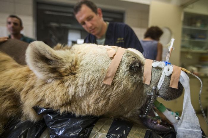 #NAME 550 pound bear undergoes surgery. Check out these AMAZING pictures!