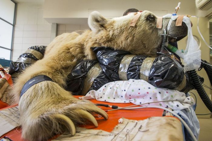 #NAME 550 pound bear undergoes surgery. Check out these AMAZING pictures!