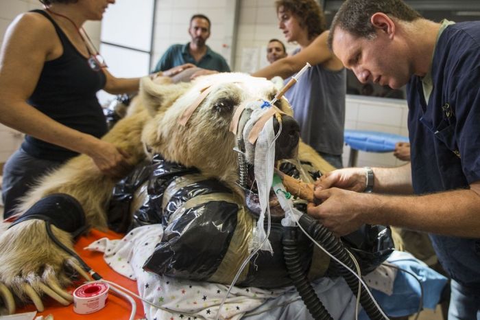 #NAME 550 pound bear undergoes surgery. Check out these AMAZING pictures!