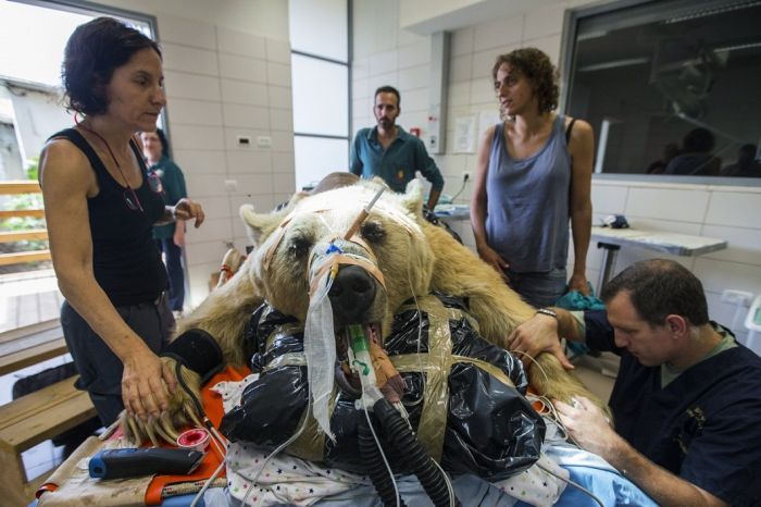#NAME 550 pound bear undergoes surgery. Check out these AMAZING pictures!