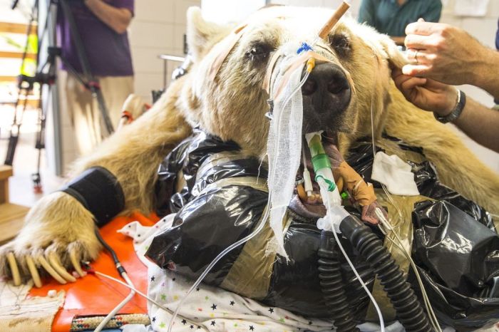 #NAME 550 pound bear undergoes surgery. Check out these AMAZING pictures!