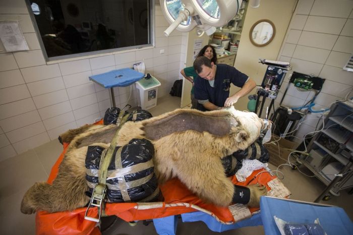 #NAME 550 pound bear undergoes surgery. Check out these AMAZING pictures!