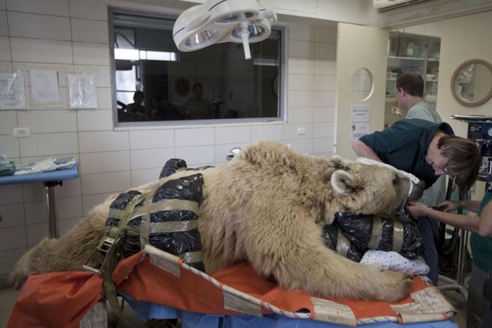 #NAME 550 pound bear undergoes surgery. Check out these AMAZING pictures!