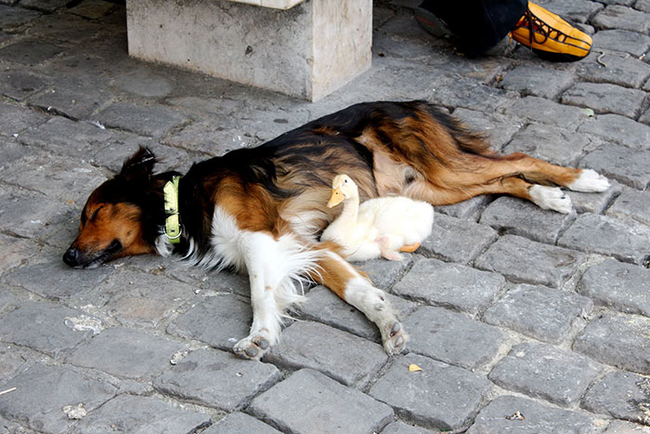 #NAME What People Have Spotted In Paris Over The Years May Be The Cutest Thing Ever.