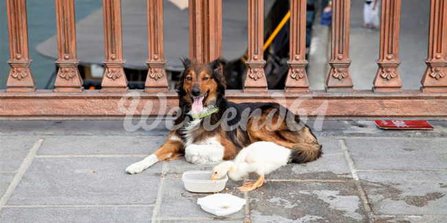 #NAME What People Have Spotted In Paris Over The Years May Be The Cutest Thing Ever.