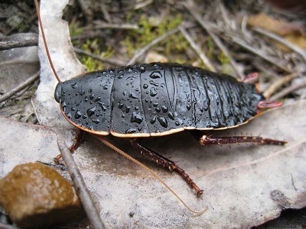 #NAME Worlds Most Giant And Gross Insects!! MUST SEE TO BELIEVE!