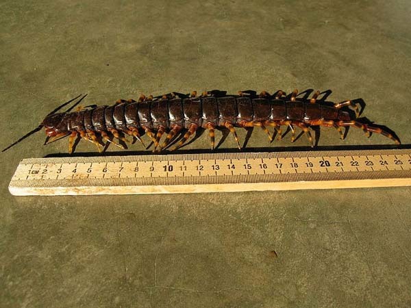 #NAME Worlds Most Giant And Gross Insects!! MUST SEE TO BELIEVE!