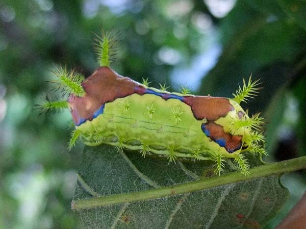 #NAME Worlds Most Giant And Gross Insects!! MUST SEE TO BELIEVE!