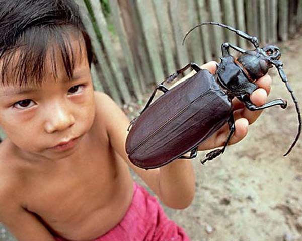 #NAME Worlds Most Giant And Gross Insects!! MUST SEE TO BELIEVE!