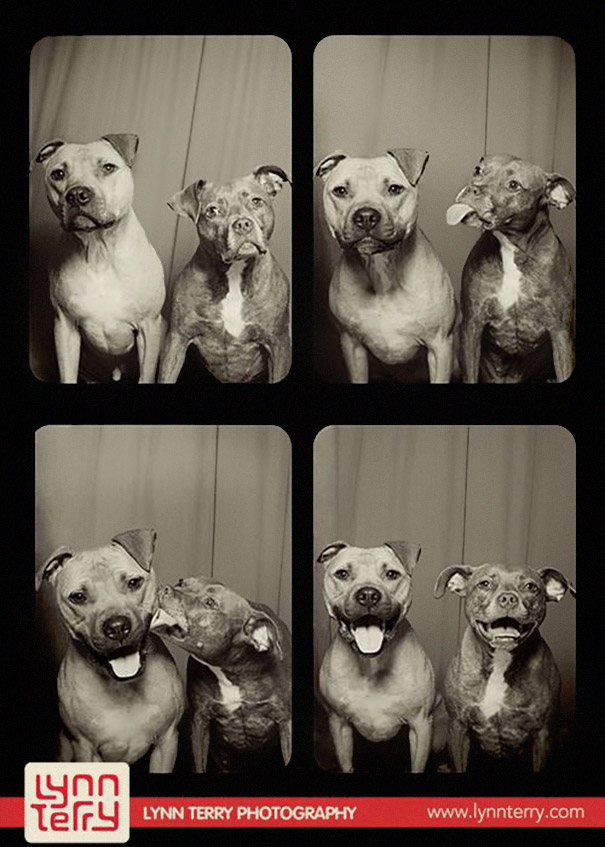 #NAME A Woman Put Dogs In A Photo Booth. What Happened Next Is The Cutest Thing Ever!