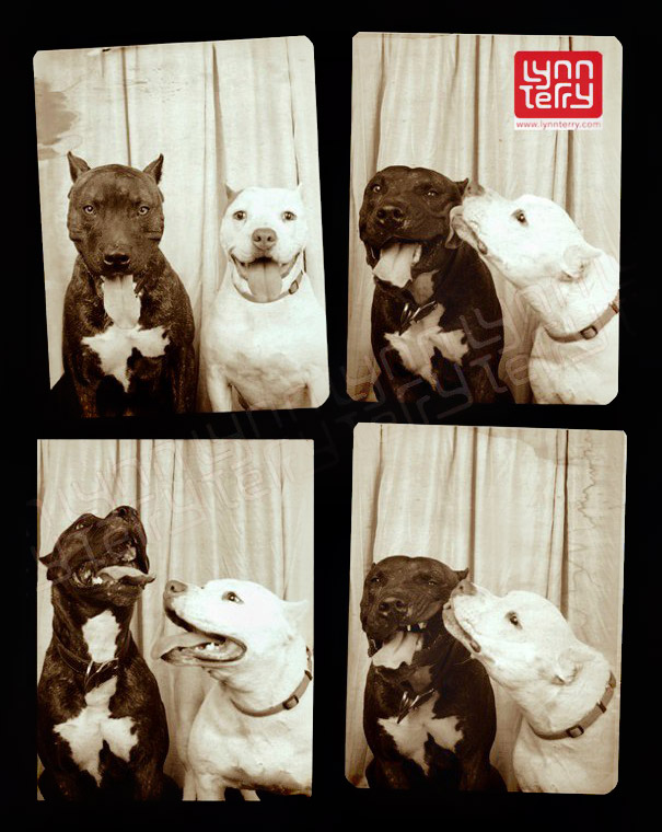 #NAME A Woman Put Dogs In A Photo Booth. What Happened Next Is The Cutest Thing Ever!