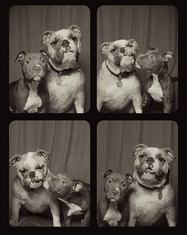 #NAME A Woman Put Dogs In A Photo Booth. What Happened Next Is The Cutest Thing Ever!