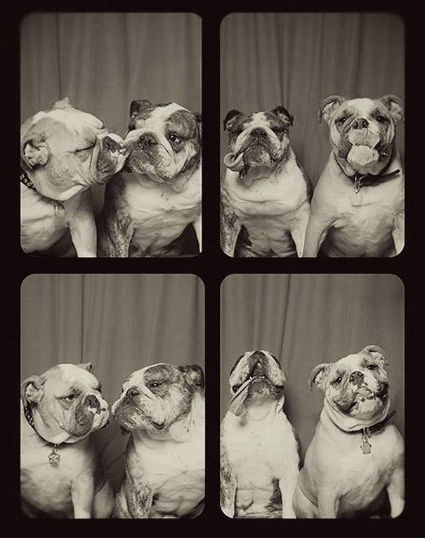 #NAME A Woman Put Dogs In A Photo Booth. What Happened Next Is The Cutest Thing Ever!