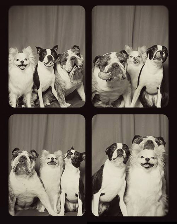 #NAME A Woman Put Dogs In A Photo Booth. What Happened Next Is The Cutest Thing Ever!