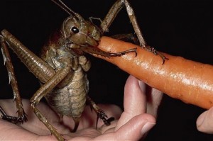 #NAME Worlds Most Giant And Gross Insects!! MUST SEE TO BELIEVE!