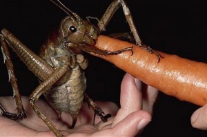Worlds Most Giant And Gross Insects!! MUST SEE TO BELIEVE! #NAME Worlds Most Giant And Gross Insects!! MUST SEE TO BELIEVE!