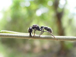 #NAME Worlds Most Giant And Gross Insects!! MUST SEE TO BELIEVE!