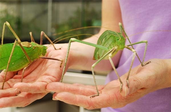 #NAME Worlds Most Giant And Gross Insects!! MUST SEE TO BELIEVE!