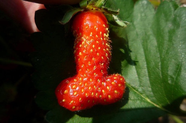 image68 Odd shaped Fruit Mimics Nicki Minajs Behind; 8 Others Try To Make Their Own Impression