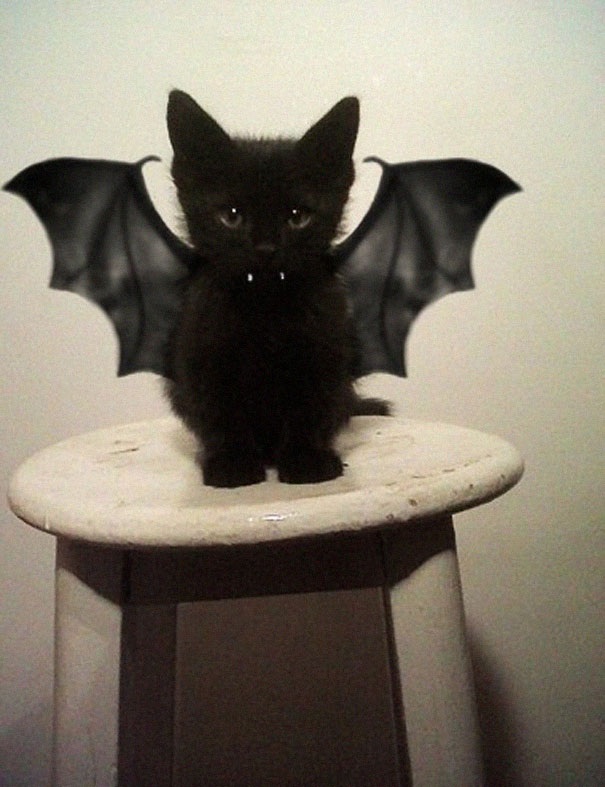 #NAME 10 Scariest Halloween Costumes For Your Pets..#10 will haunt you in your dreams!