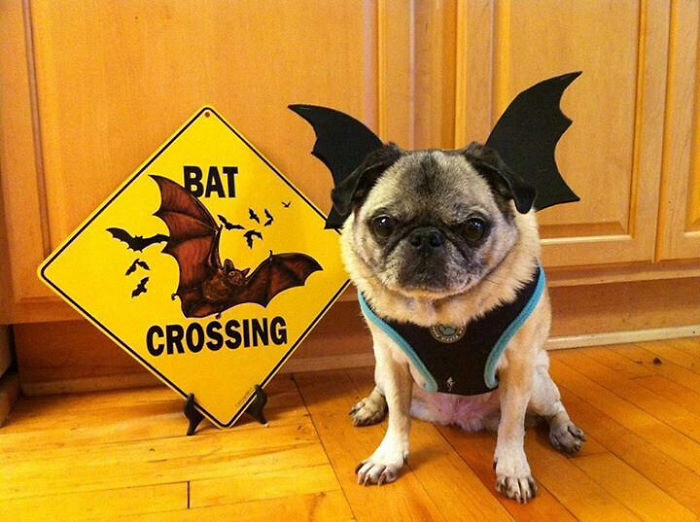 #NAME 10 Scariest Halloween Costumes For Your Pets..#10 will haunt you in your dreams!