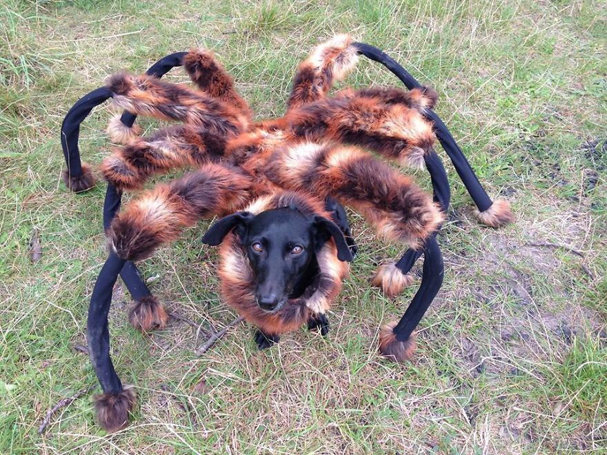 #NAME 10 Scariest Halloween Costumes For Your Pets..#10 will haunt you in your dreams!