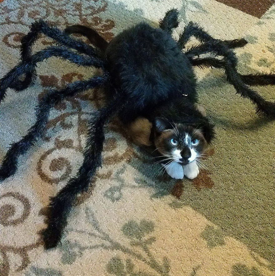 #NAME 10 Scariest Halloween Costumes For Your Pets..#10 will haunt you in your dreams!