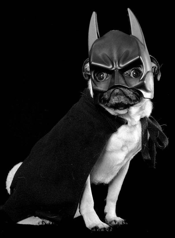 #NAME 10 Scariest Halloween Costumes For Your Pets..#10 will haunt you in your dreams!