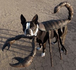 #NAME 10 Scariest Halloween Costumes For Your Pets..#10 will haunt you in your dreams!