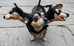 #NAME 10 Scariest Halloween Costumes For Your Pets..#10 will haunt you in your dreams!