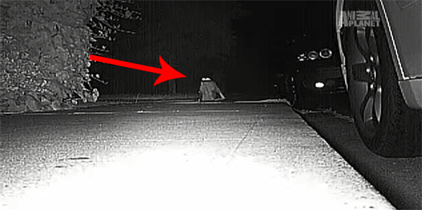 #NAME Neighbors Kept Getting Items Stolen Until They Caught The Weird Culprit: A Cat.