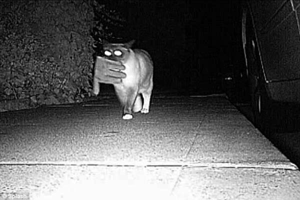 #NAME Neighbors Kept Getting Items Stolen Until They Caught The Weird Culprit: A Cat.