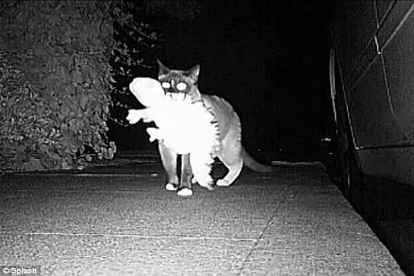 #NAME Neighbors Kept Getting Items Stolen Until They Caught The Weird Culprit: A Cat.