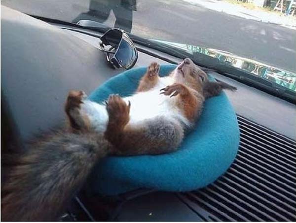 #NAME A Dying Squirrel Gets Help From a Kind Warrant Officer