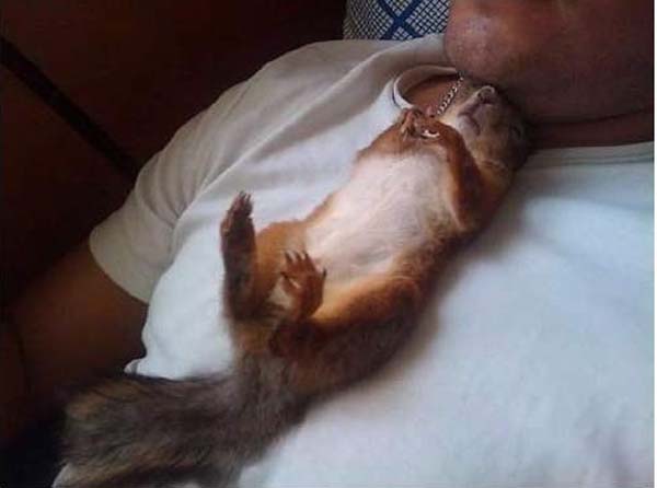 #NAME A Dying Squirrel Gets Help From a Kind Warrant Officer