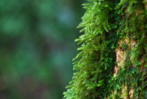 #NAME Can Moss Really Help You Tell Direction?