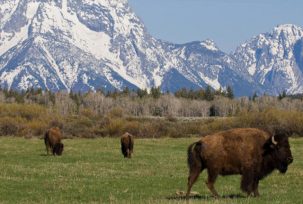 #NAME Are Buffalo and Bison The Same Animal?