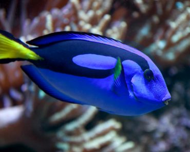 What kind of fish is Dory in Finding Nemo
