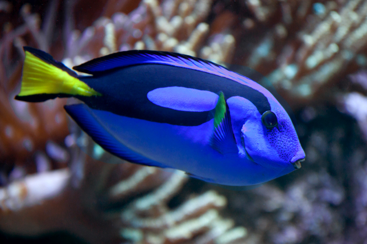 #NAME What kind of fish is Dory in Finding Nemo?