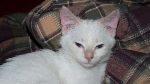 Poor Kittens! This story would melt your heart