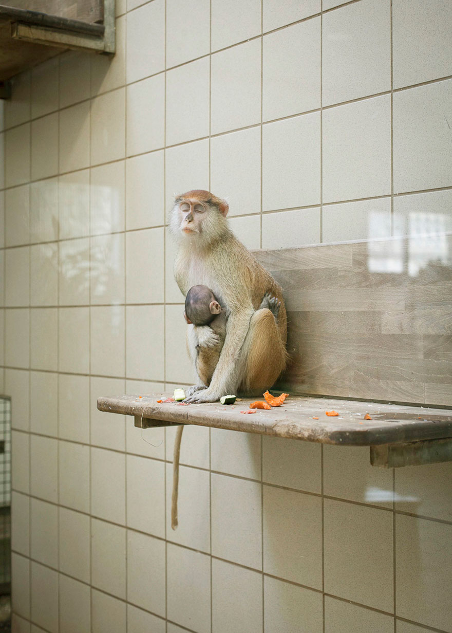 Do zoo animals need to be kept behind bars?  A matter to think about!