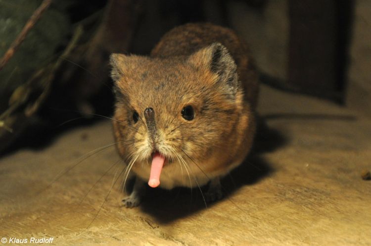 NEW Species Discovered and it’s Adorable!