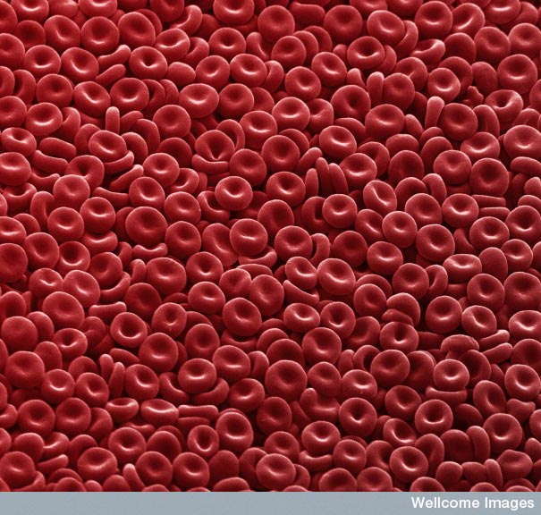 Looking at the World through a Microscope