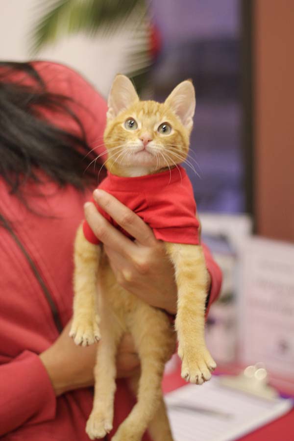 Kitten Born With Backward Legs. These Images will Definitely Make You Emotional!