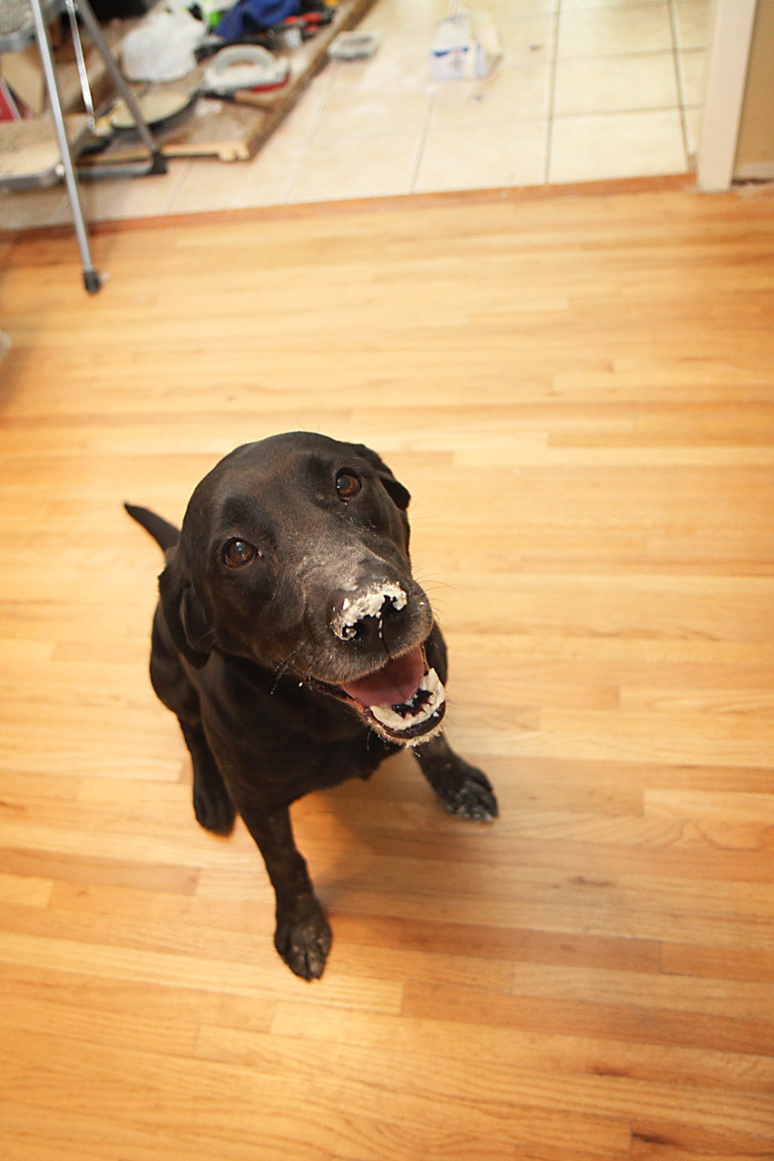 Adorable Pictures of Nasty Dogs Creating Mess Around!