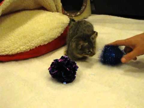 Handicapped yet so full of life. This kitten will definitely inspire you!!