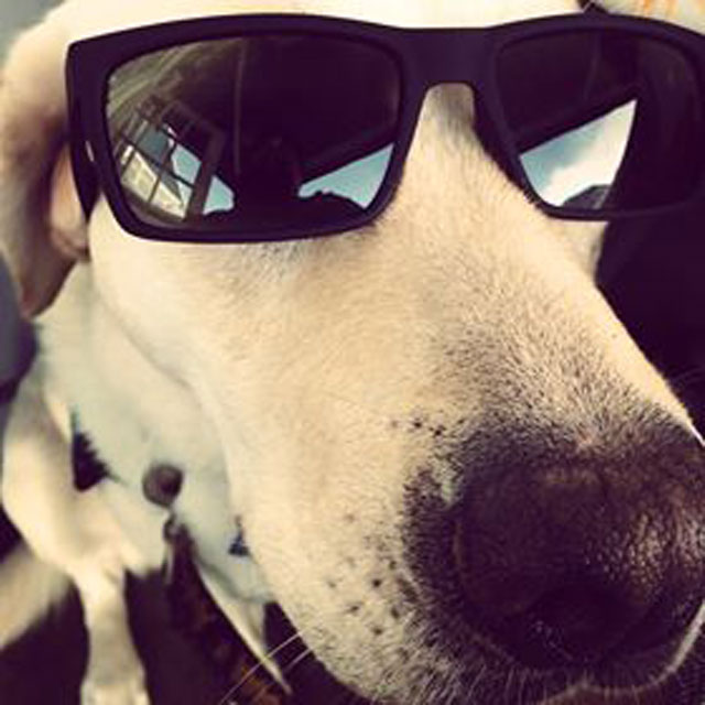 Dogs are truly a man’s Best Friends! Atleast this one proved to be.Heartwarming story!!