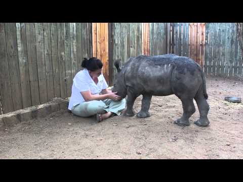 Baby Rhino Scared To Sleep Alone At Night After Losing Mother To Ruthless Poachers